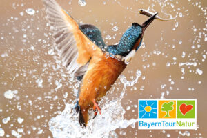 Die BayernTourNatur bietet vielseitige Naturführungen in Bayern und anderen Regionen. Naturerlebnis aus erster Hand, Sparkassen Unterstützer.