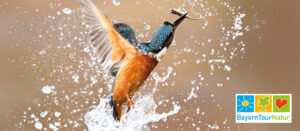 Die Sparkassen unterstützen erneut BayernTourNatur und fördern damit einmal mehr Umweltbildung und Naturschutz.